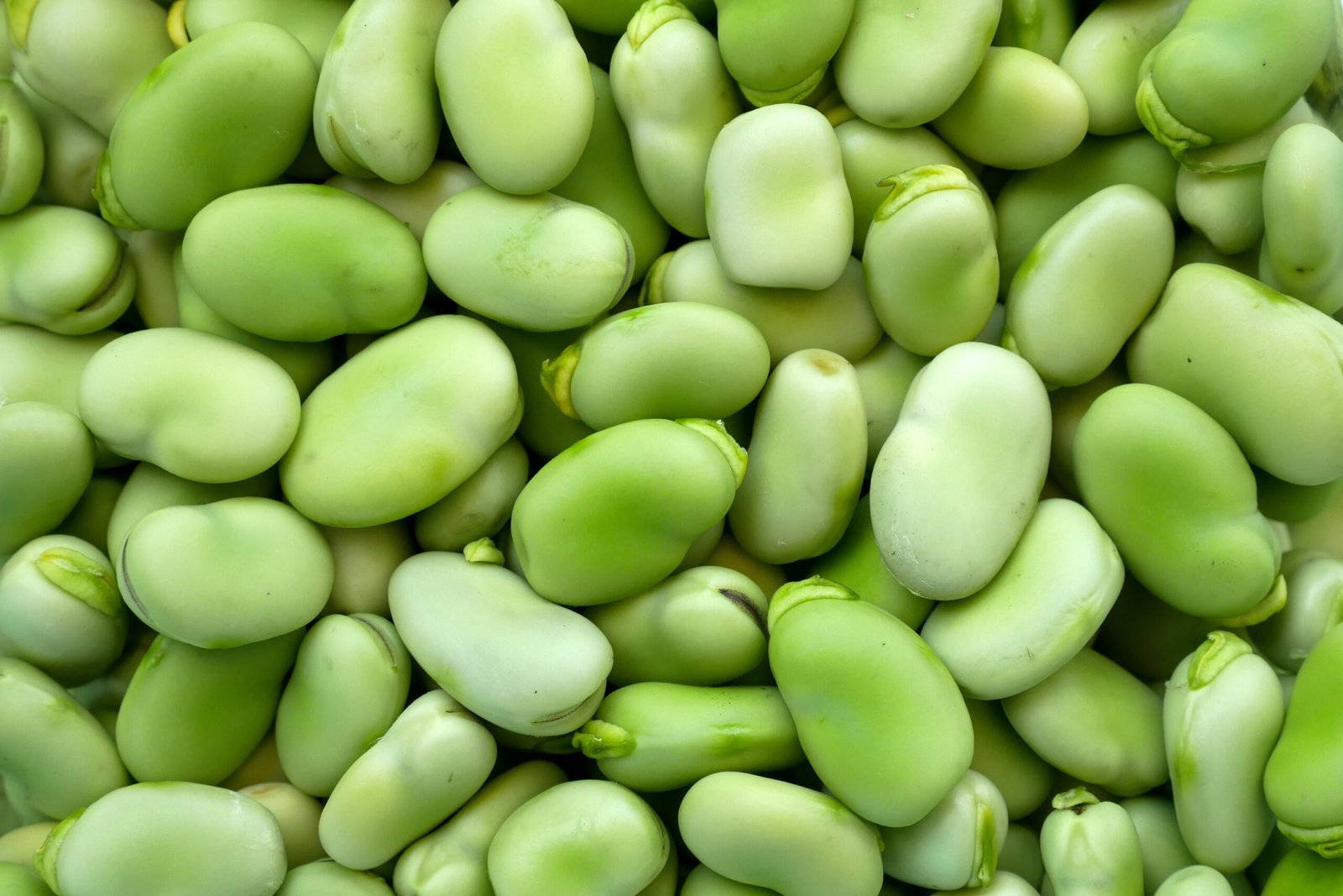 Broad Beans