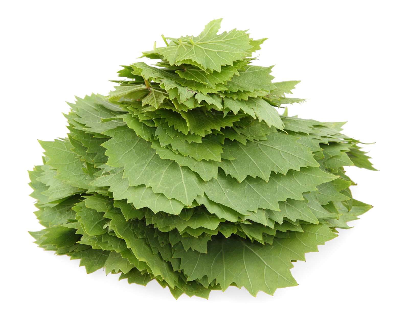 Vine Leaves